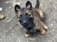 Chiots malinois &agrave; adopter 