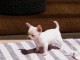A donner chiot Chihuahua femelle