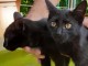 Chatons noirs &agrave; donner contre bons soins