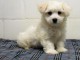 Adoption chiots bichon maltais disponible