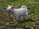 Chiots chihuahua femelle et m&acirc;le &agrave; donner