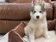 Chiots Husky de Sib&eacute;rie LOF disponibles