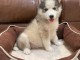 Chiots Husky de Sib&eacute;rie LOF disponibles