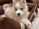 Chiots Husky de Sib&eacute;rie LOF disponibles &agrave; donner 