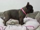 Magnifiques chiots Bouledogues Fran&ccedil;ais l.o.f &agrave; r&eacute;server