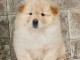 Adorables chiots Chow chow &agrave; r&eacute;server de suite.