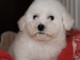 magnifique bichon fris&eacute; disponible. 