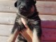 Chiots Berger Allemand &agrave; donner 