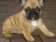 A donner chiots bouledogue fran&ccedil;ais