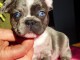 A donner chiots bouledogue fran&ccedil;ais
