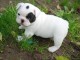 Chiot Bouledogue Fran&ccedil;ais a donner