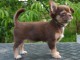 Chiot chihuahua  a donner