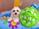 Chiot type bichon maltais femelle &agrave; Donner Urgent
