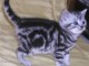 Deux chatons tigr&eacute;s en adoption