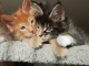 Deux chatons main coon m&acirc;le et femelle a donner