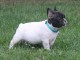 Magnifique Bouledogue Fran&ccedil;ais lof a donner