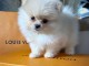 Magnifique chiot Spitz pomeranian nain pedigr&eacute; a donner