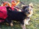 chiot Yorkshire pedigr&eacute; a donner