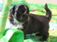 Magnifique  chiot shih tzu &agrave; donner