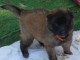Magnifique  chiot Berger belge &agrave; donner