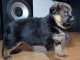 Magnifique  chiot berger allemand  &agrave; donner