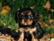  Chiot Cavalier King Charles femelle &agrave; adopter