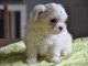 Magnifique  chiot Bichon maltais &agrave; donner