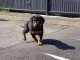   Chiot Type Rottweiler Femelle Petite A DONNER