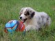  A donner chiot Type berger australien Femelle 