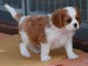 Adorable chiot Cavalier King Charles &agrave; donner