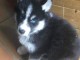 Adorable chiot   Husky Sib&eacute;rien a donner