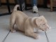 Magnifique  chiot Am&eacute;ricain bully &agrave; donner