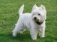 Magnifique  chiot chiot Westie &agrave; donner