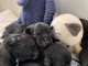 Bouledogue fran&ccedil;ais &agrave; vendre