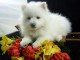 A donner Magnifique chiot bichon maltais femelle
