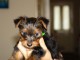 Chiots Yorkshire &agrave; adopter