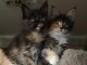 Deux chatons main coon m&acirc;le et femelle a donner