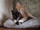 Deux chatons main coon m&acirc;le et femelle a donner