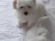Magnifiques chiots Coton de Tul&eacute;ar