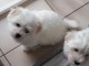 Magnifiques chiots Coton de Tul&eacute;ar