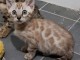 Chatons de race Bengale a donner