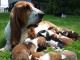 Superbes B&eacute;b&eacute;s Basset Hound Pure Race