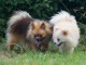 Magnifiques Chiots Spitz Nain Pom&eacute;ranien Pure Race