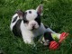 Chiot bouledogue fran&ccedil;ais femelle &agrave; donner