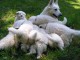 Splendides Chiots Berger Blanc Suisse Pure Race