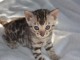 Port&eacute;e de 4 splendide chaton Bengal