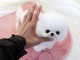 3 mois  M&acirc;le Type Pomeranian non lof