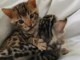 Chatons bengal non loof a r&eacute;server