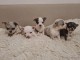 Chiots chihuahua &agrave; donner 