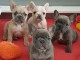 Chiots bouledogues fran&ccedil;ais pure race